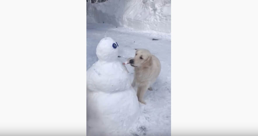 ゴールデンレトリーバー,動画