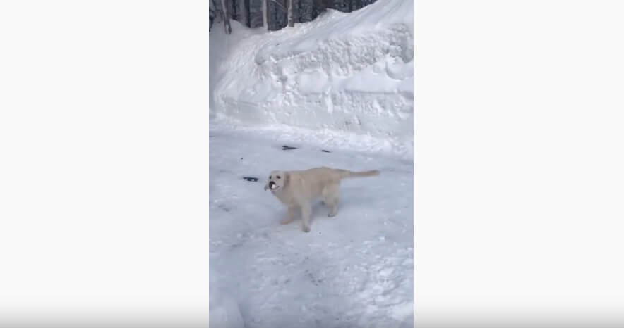 ゴールデンレトリーバー,動画