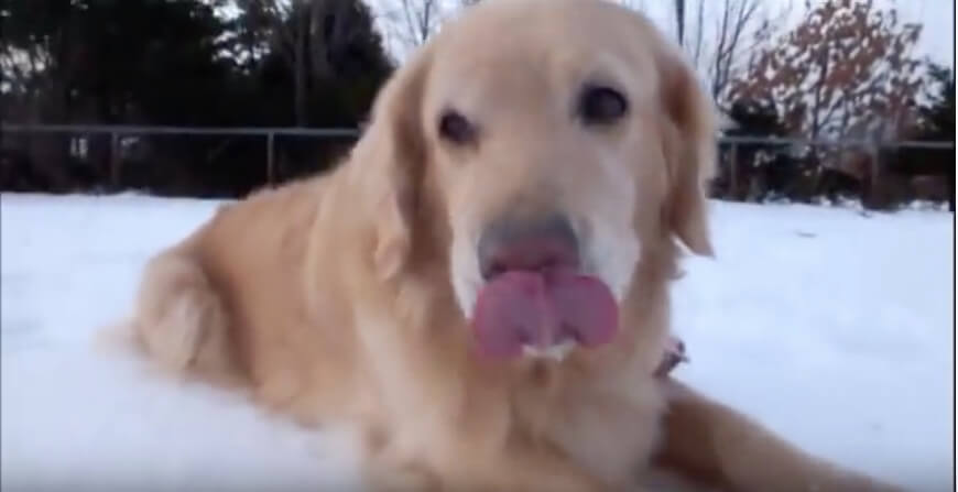 ゴールデンレトリーバー,動画