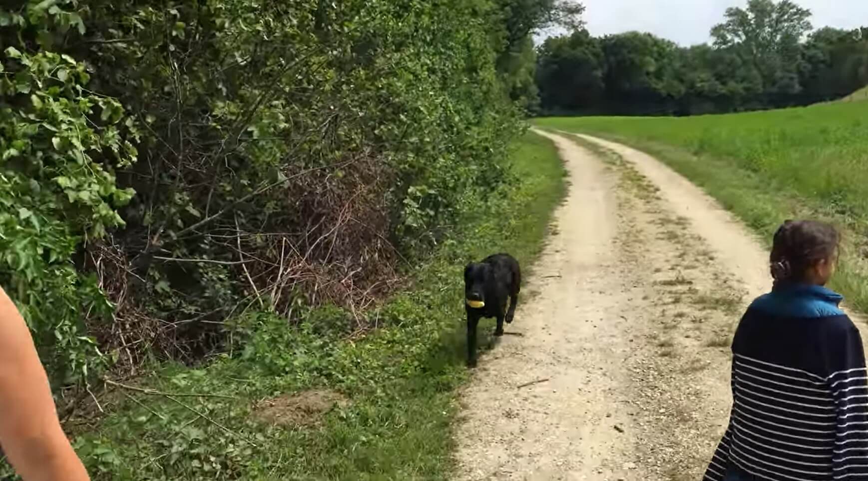 ラブラドールレトリーバー,動画