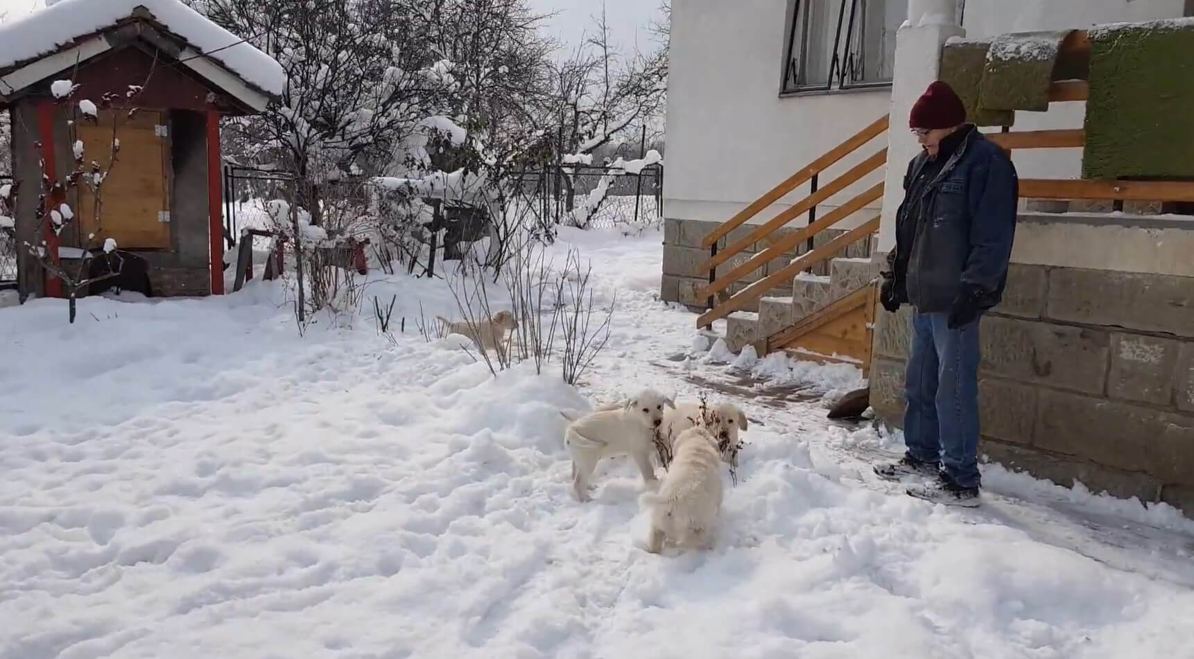 ラブラドールレトリーバー,動画