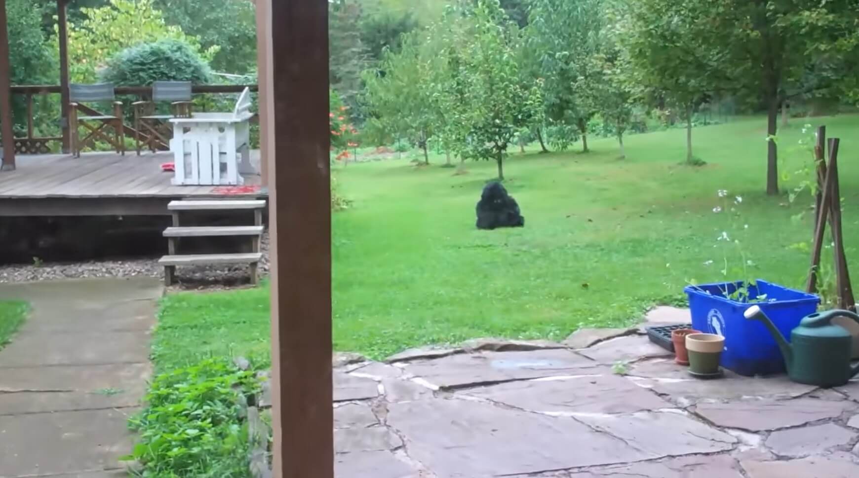 ラブラドールレトリーバー,動画