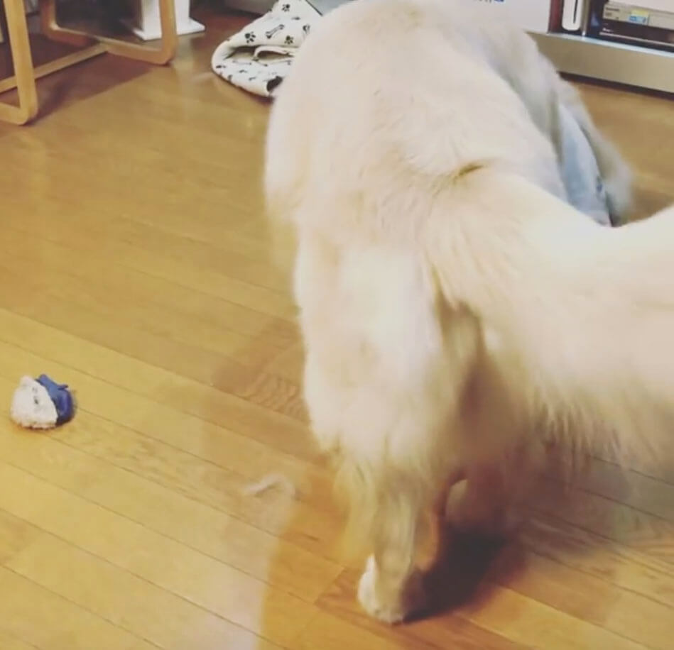 ラブラドールレトリーバー,ゴールデンレトリーバー,動画