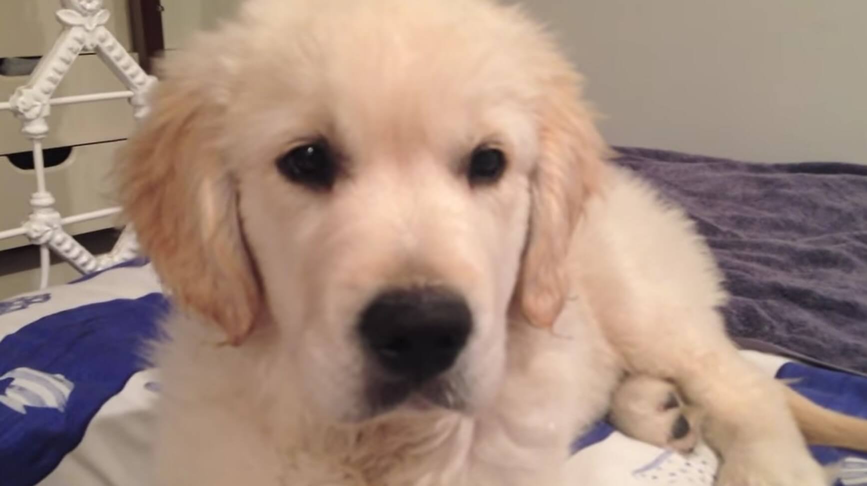 ゴールデンレトリーバー,動画