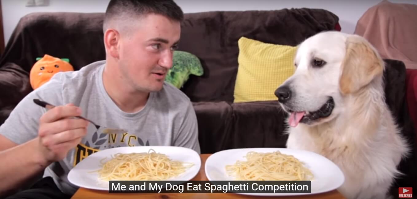 ゴールデンレトリーバー,動画