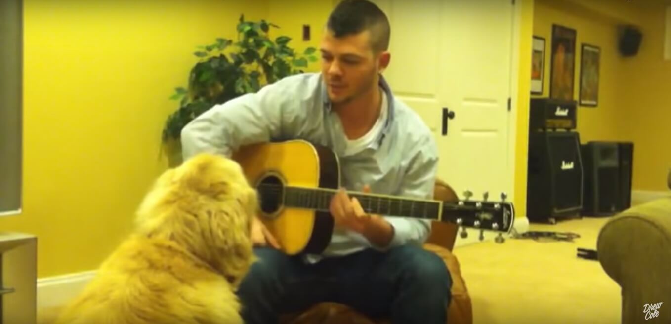 ゴールデンレトリーバー,動画