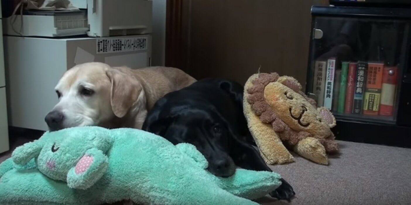 ラブラドールレトリーバー,動画