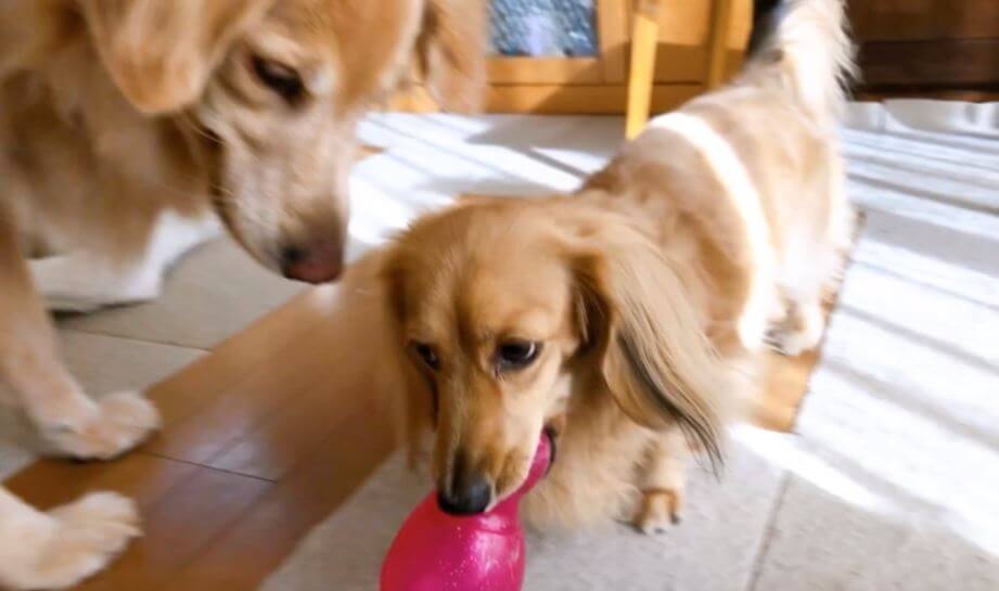 ゴールデンレトリーバー,動画