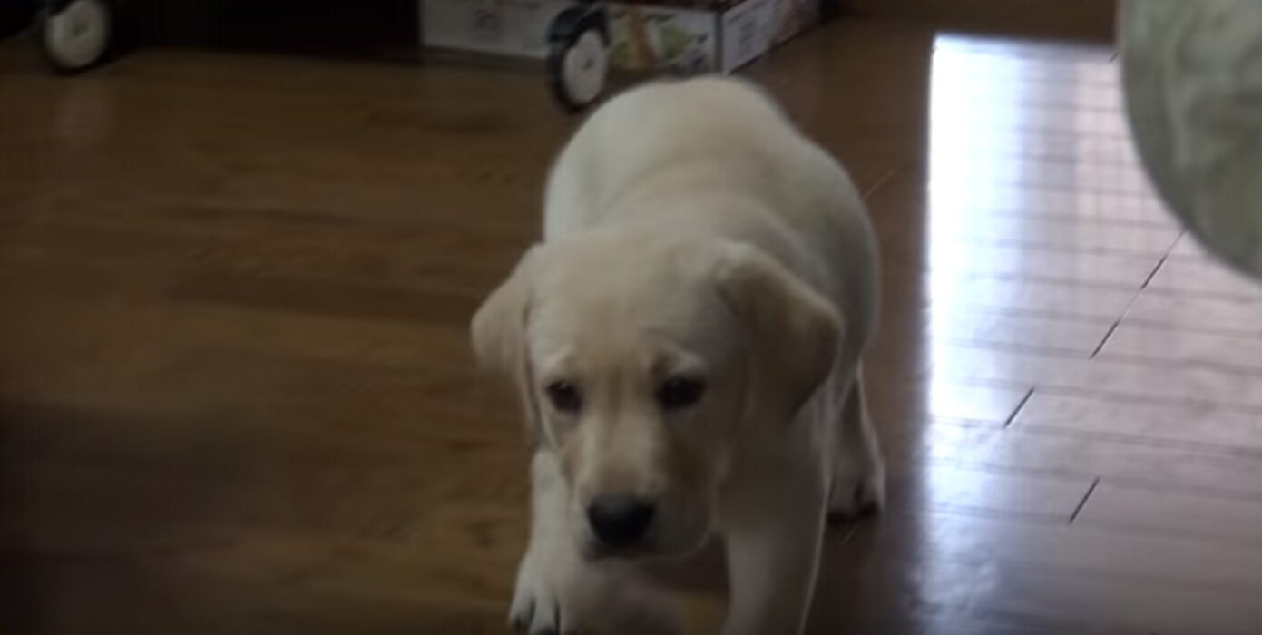 ラブラドールレトリーバー,動画