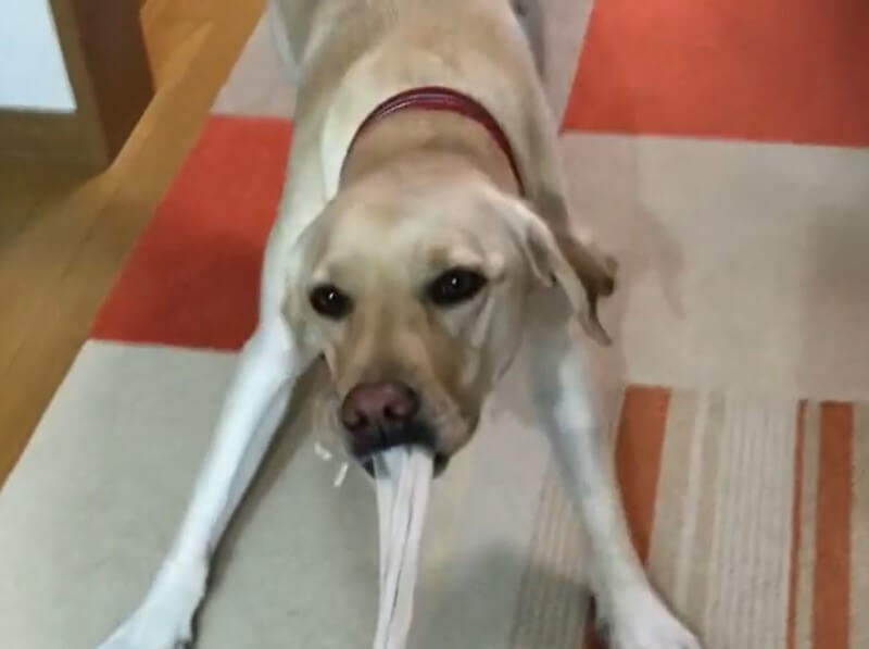 ラブラドールレトリーバー,動画