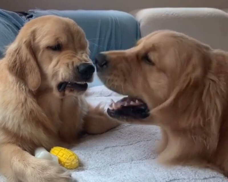 ゴールデンレトリーバー,動画