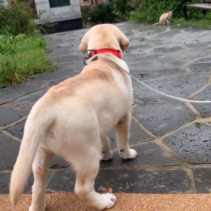 ラブラドールレトリーバー,動画