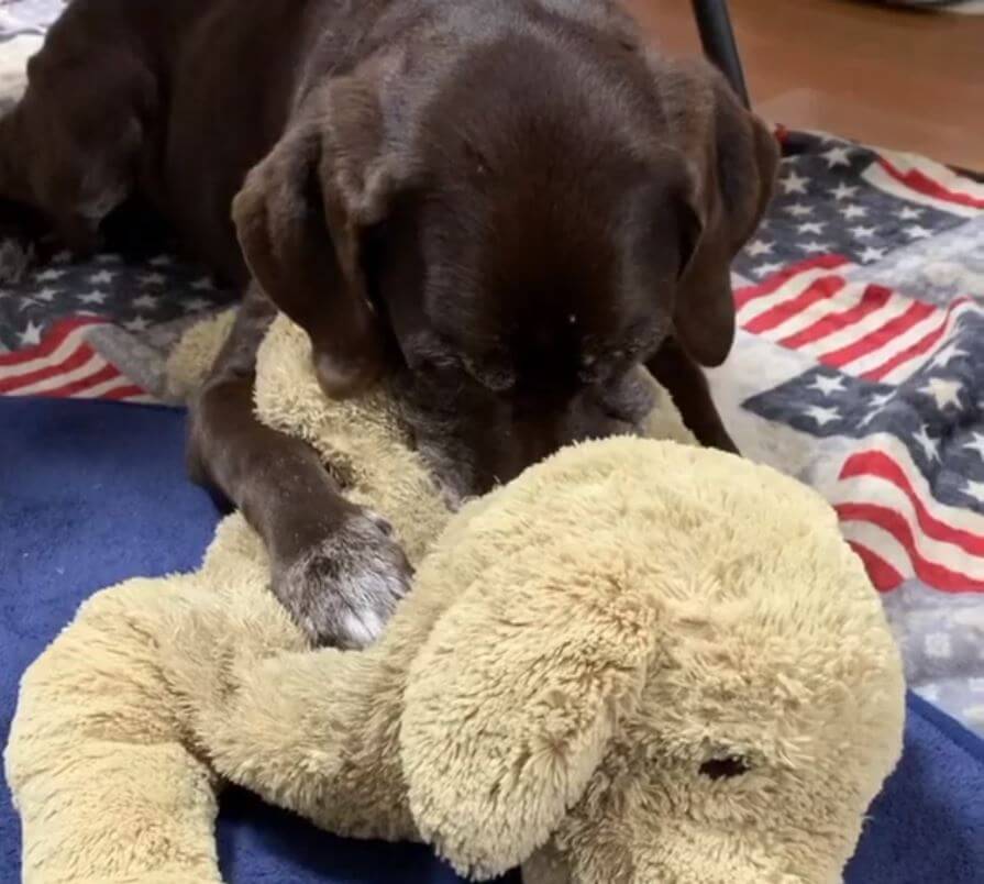 ラブラドールレトリーバー,動画