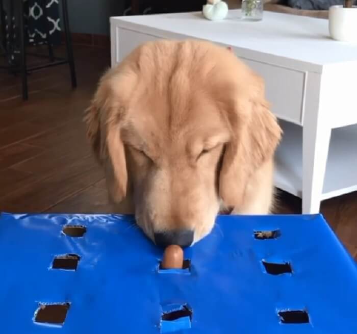 ゴールデンレトリーバー,動画