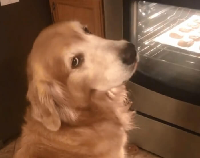 ゴールデンレトリーバー,動画