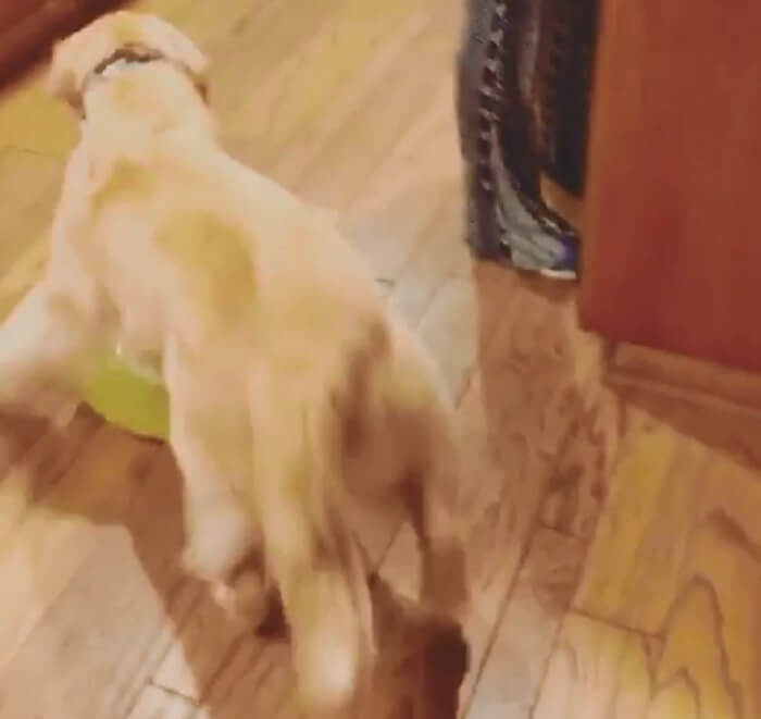 ゴールデンレトリーバー,動画