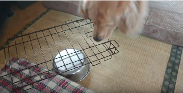 ゴールデンレトリーバー,動画