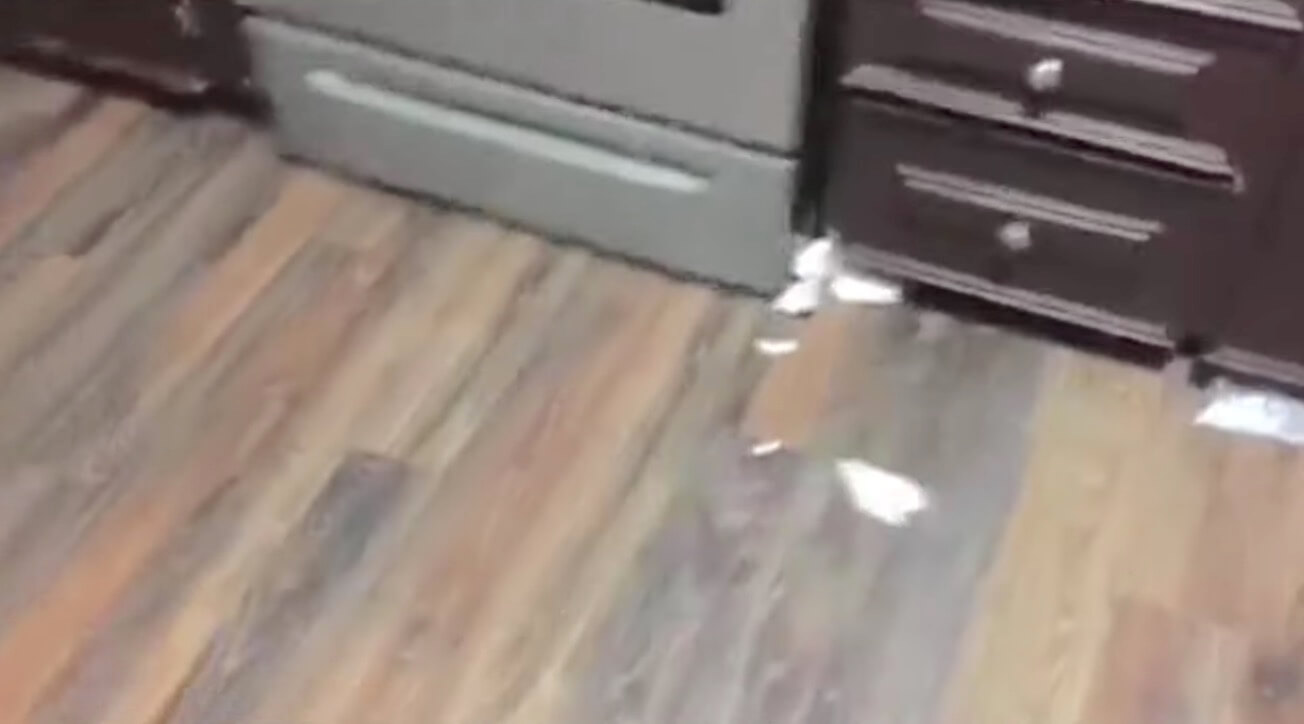 ラブラドールレトリーバー,動画