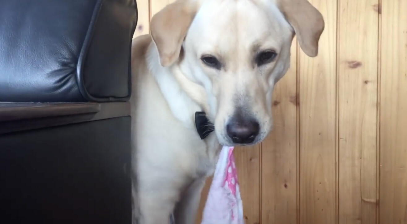 ラブラドールレトリーバー,動画