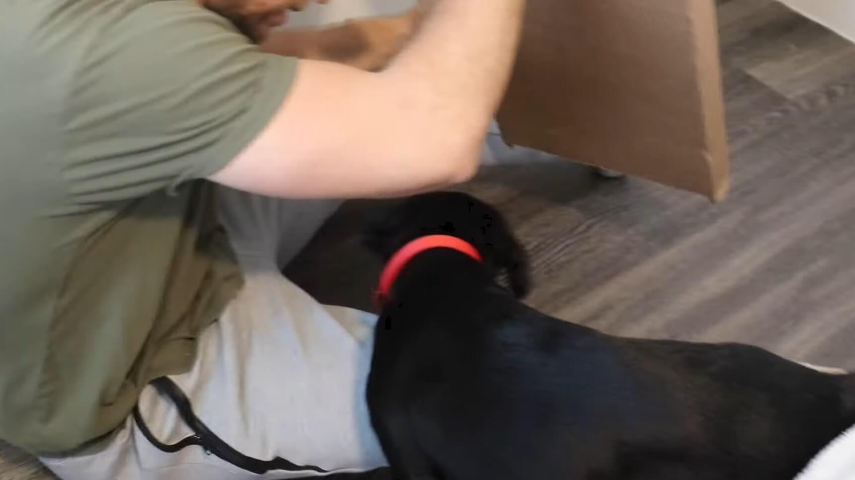 ラブラドールレトリーバー,動画