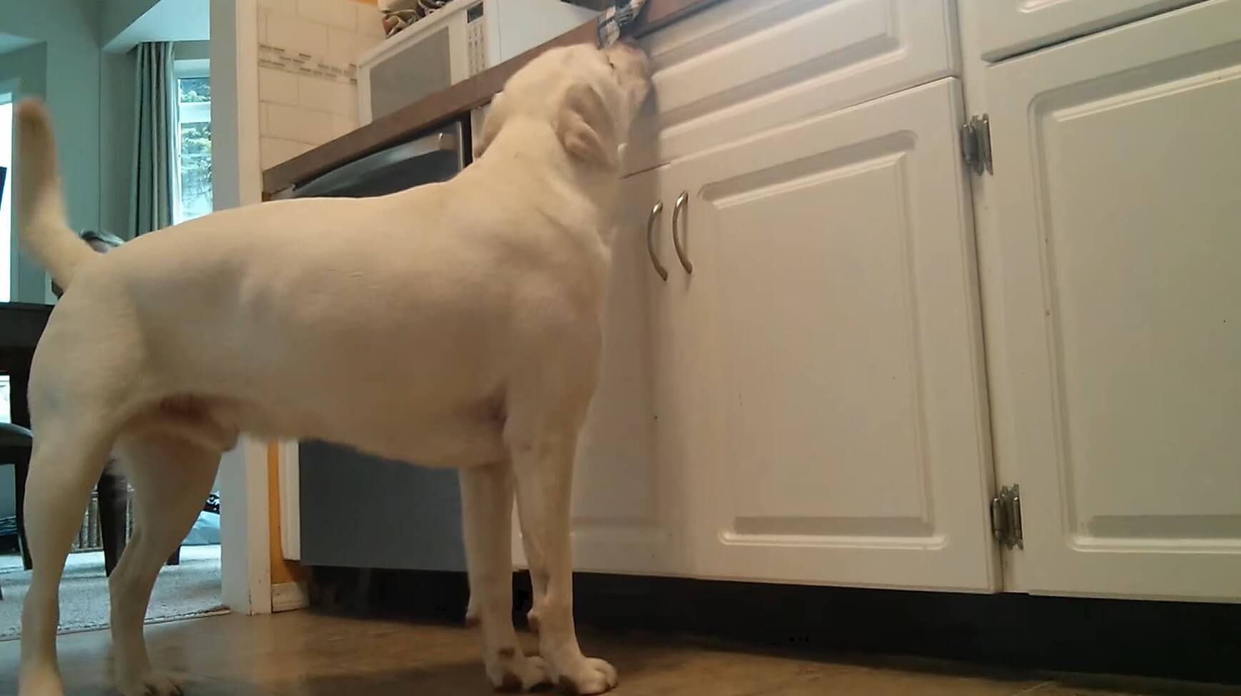 ラブラドールレトリーバー,動画