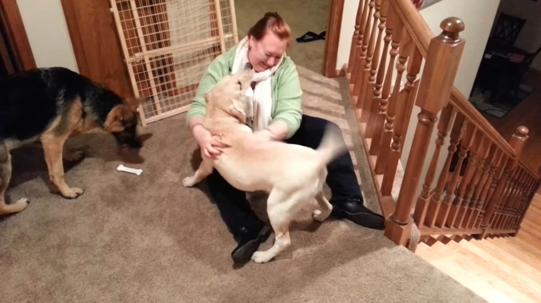 ラブラドールレトリーバー,動画