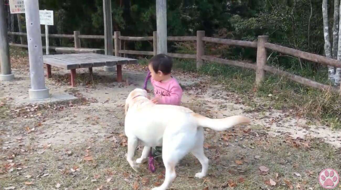 ラブラドールレトリーバー,動画