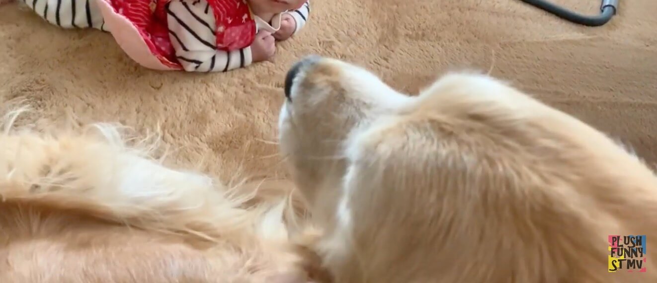 ゴールデンレトリーバー,動画