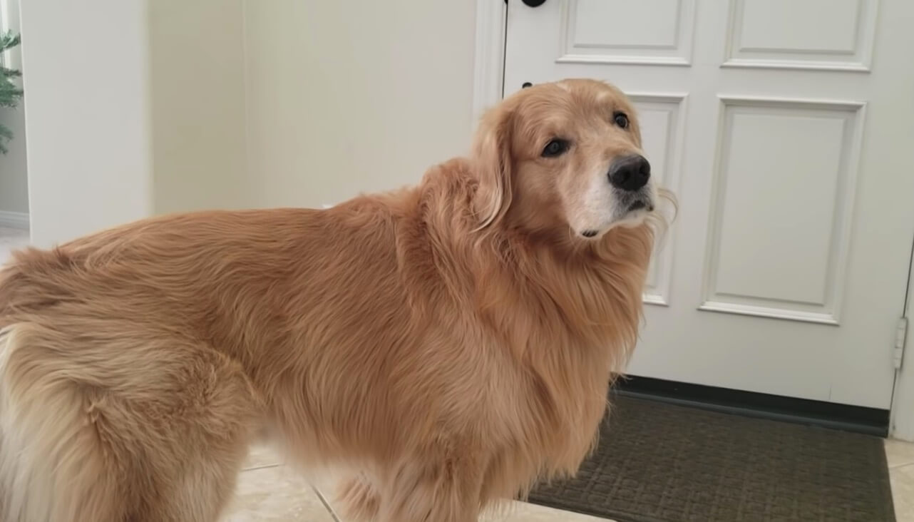 ゴールデンレトリーバー,動画