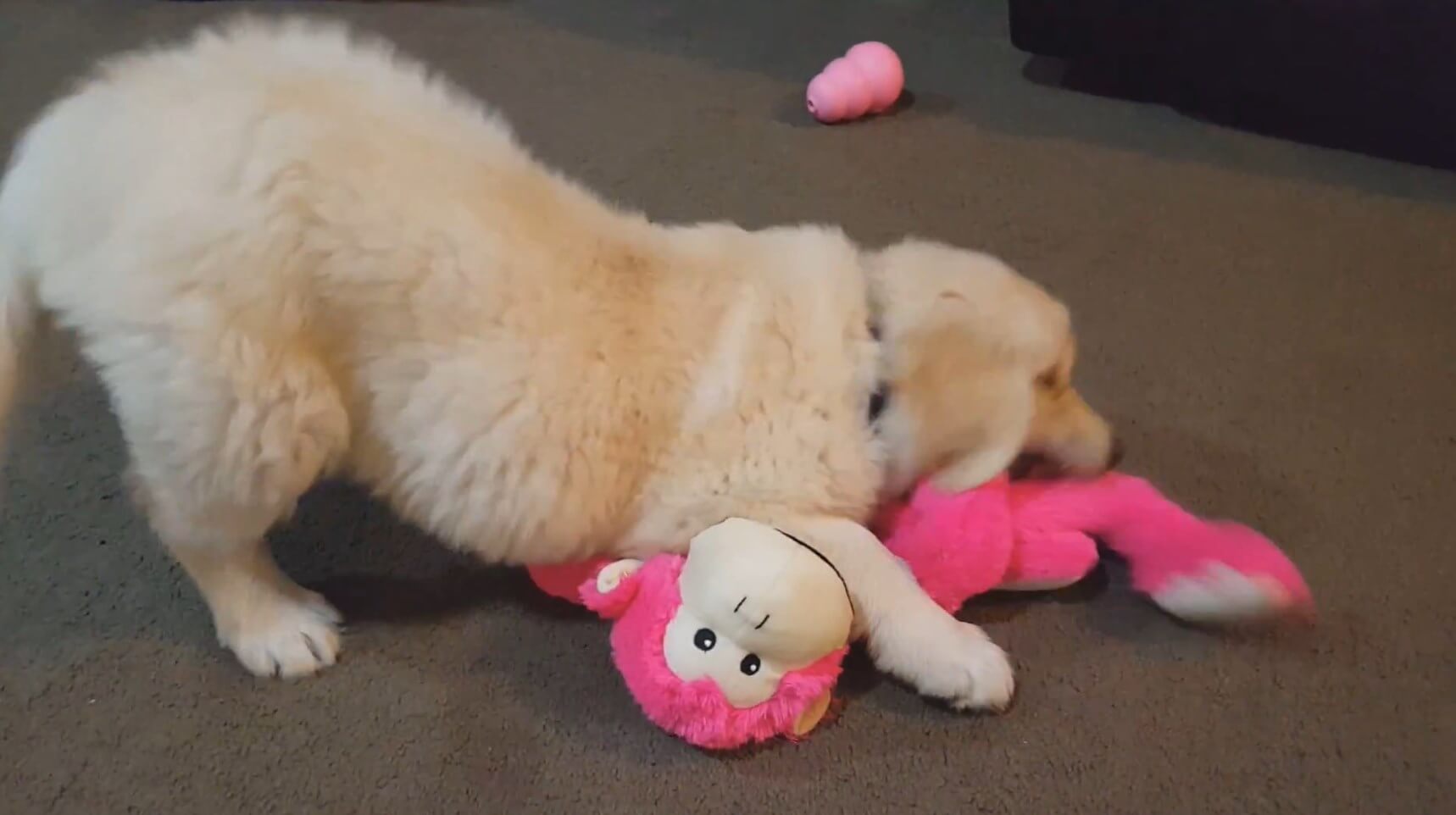 ゴールデンレトリーバー,動画