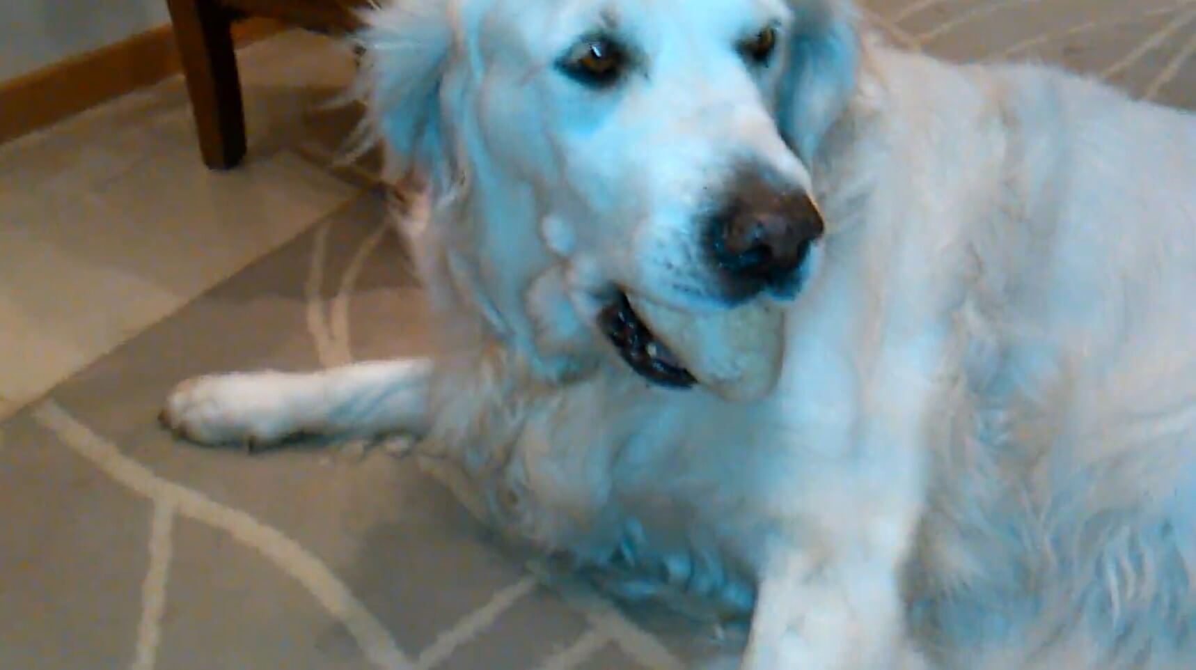 ゴールデンレトリーバー,動画