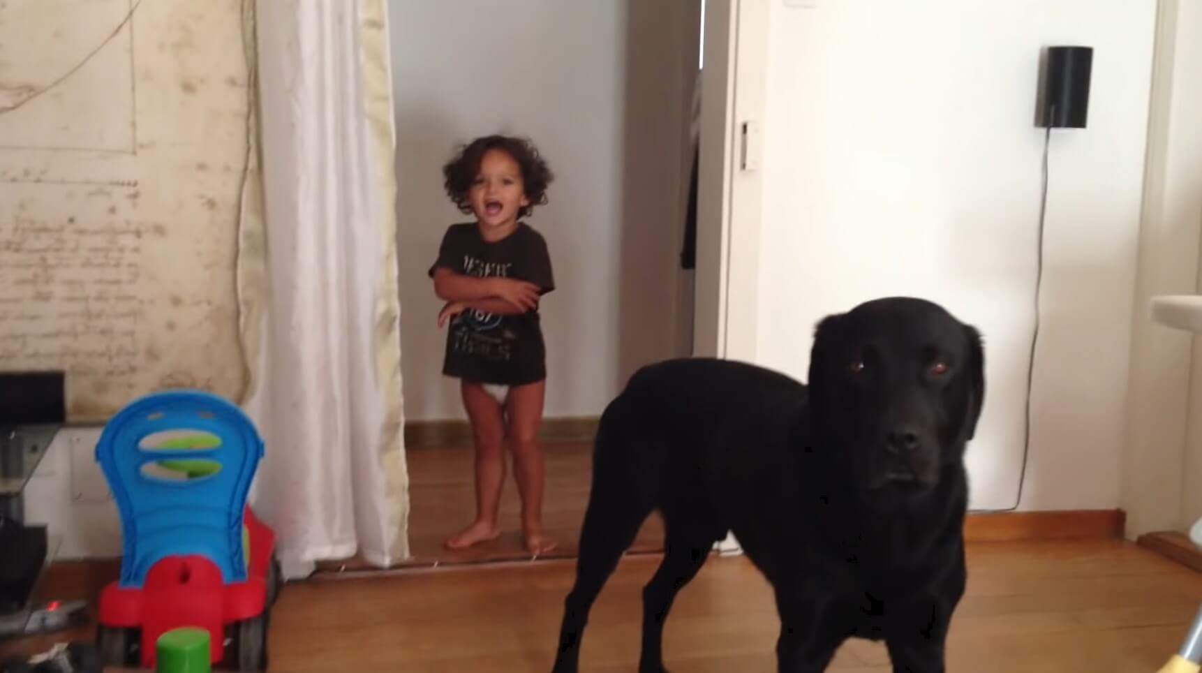 ラブラドールレトリーバー,動画