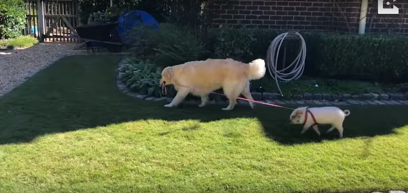 ゴールデンレトリーバー,動画