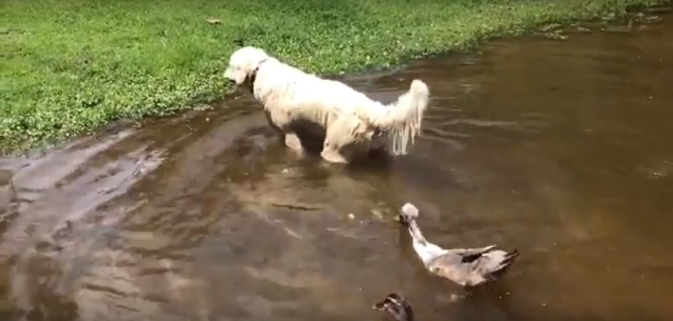 ゴールデンレトリーバー,動画