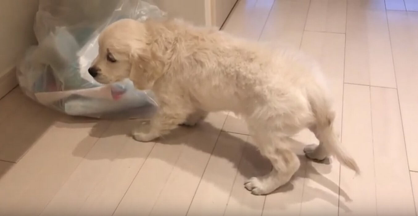 ゴールデンレトリーバー,動画