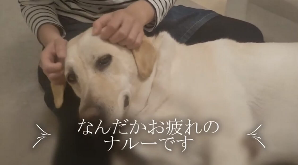 ラブラドールレトリーバー,動画