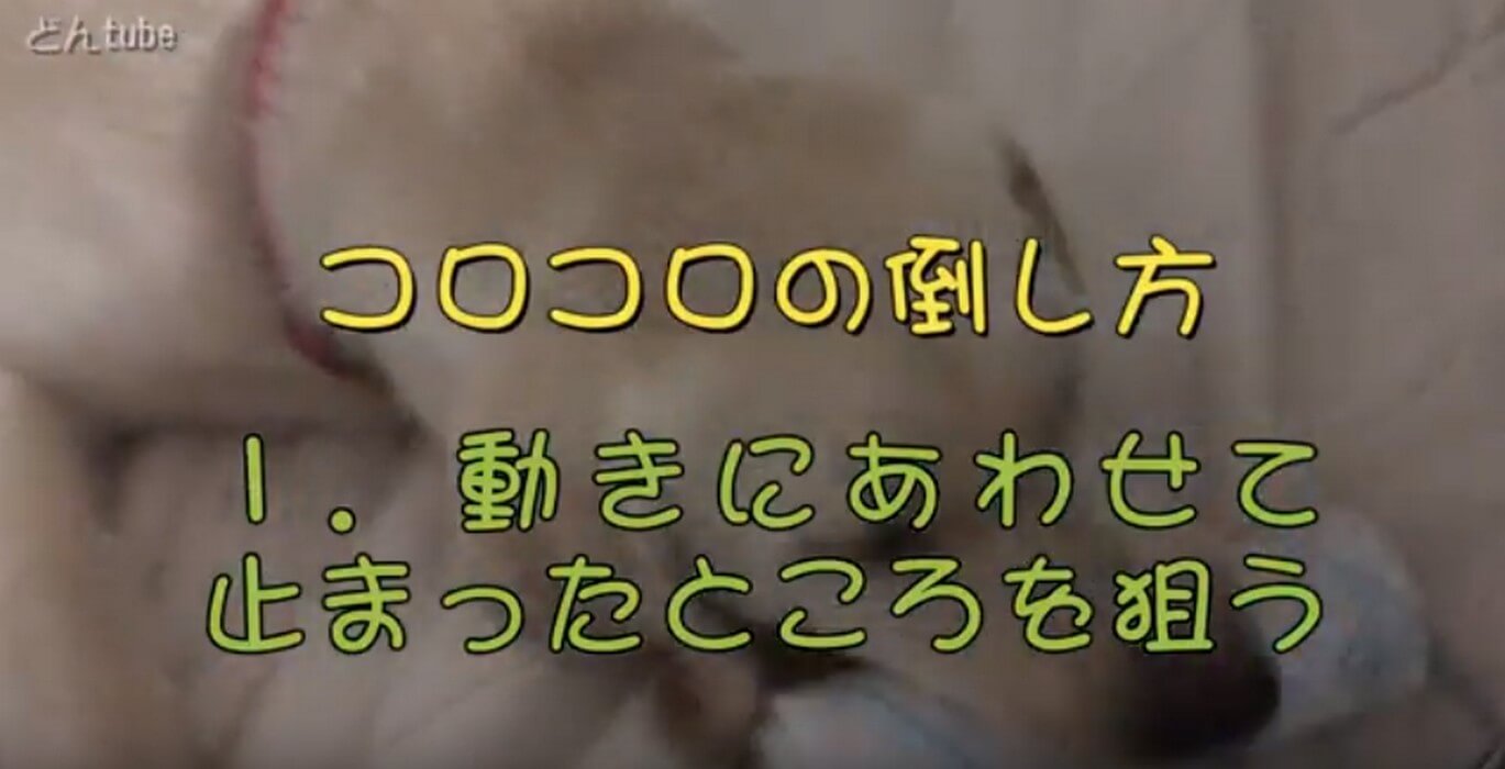 ラブラドールレトリーバー,動画