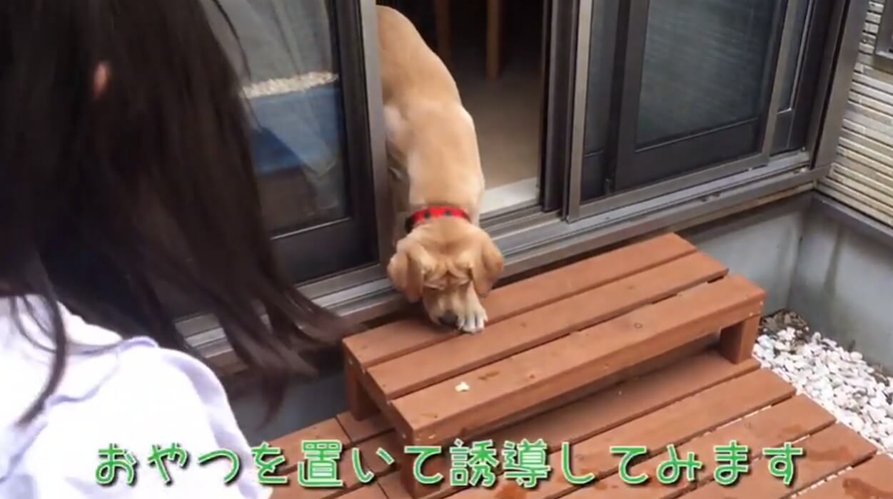 ラブラドールレトリーバー,動画