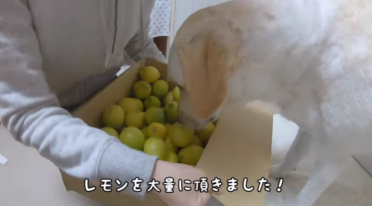 ラブラドールレトリーバー,動画