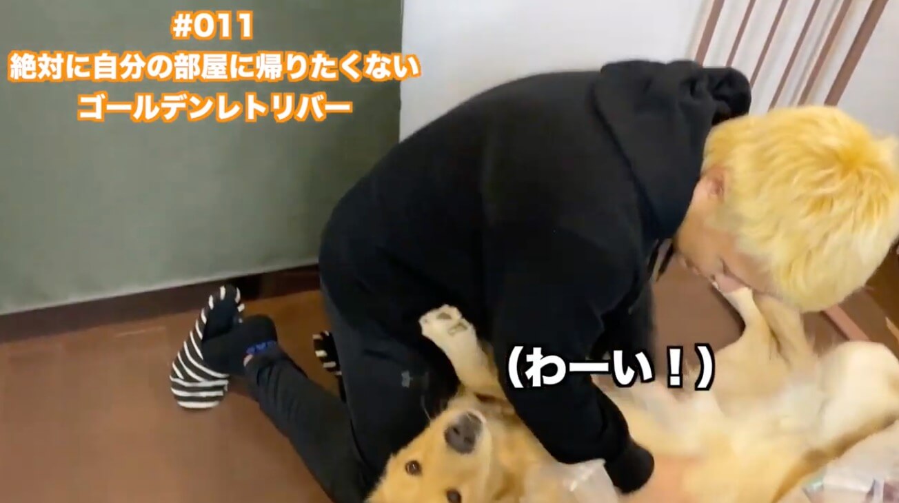 ゴールデンレトリーバー,動画
