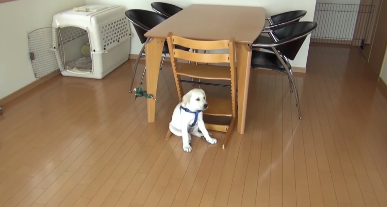 ラブラドールレトリーバー,動画