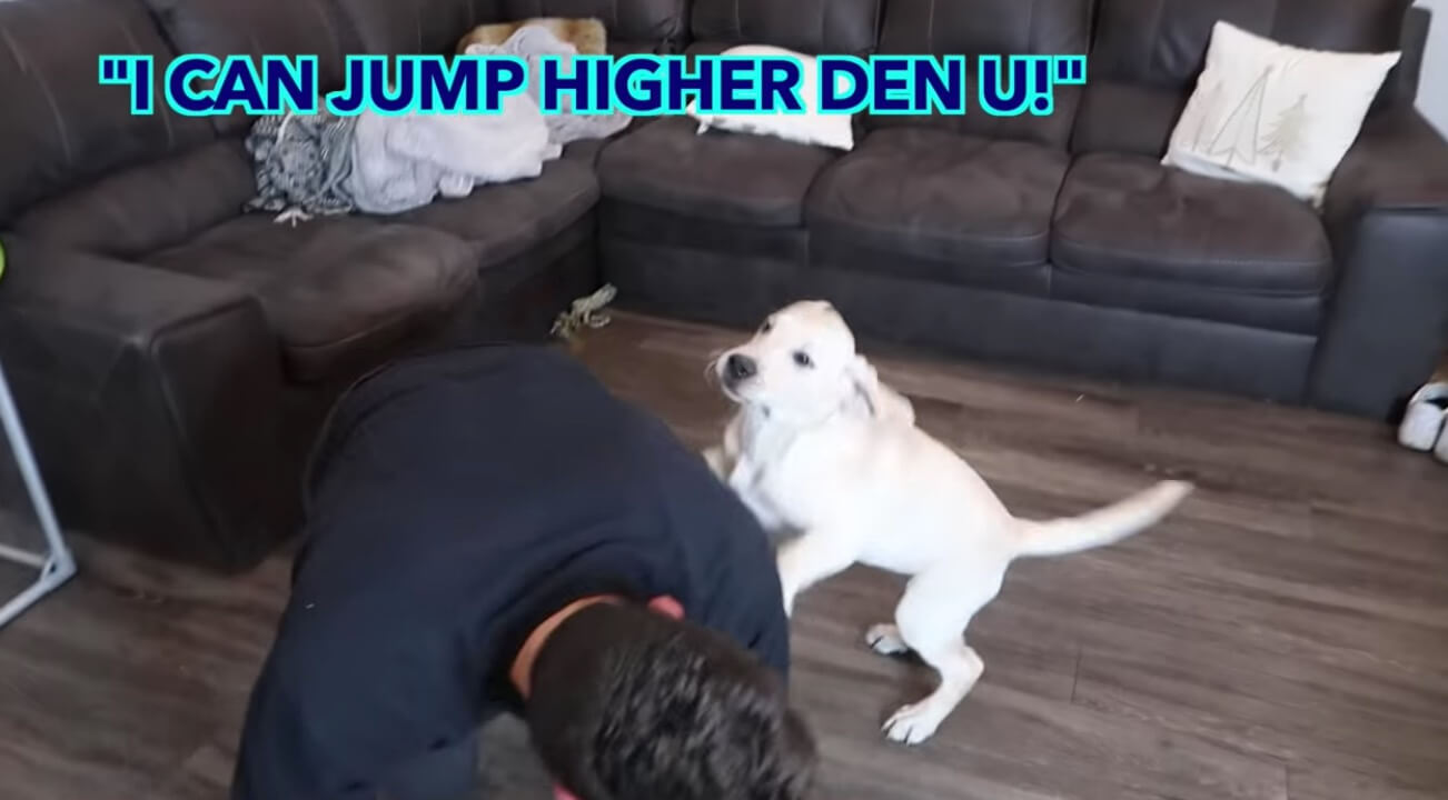 ラブラドールレトリーバー,動画