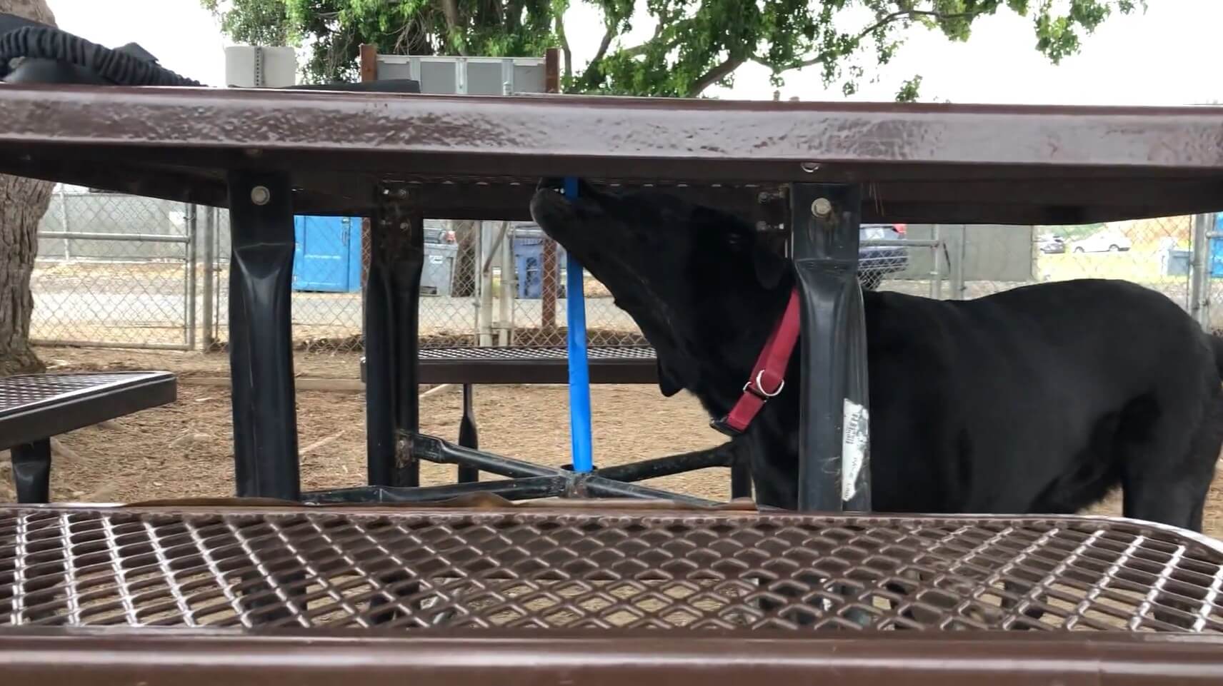 ラブラドールレトリーバー,動画