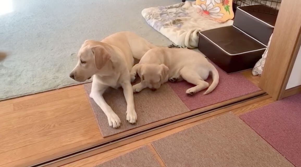 ラブラドールレトリーバー,動画