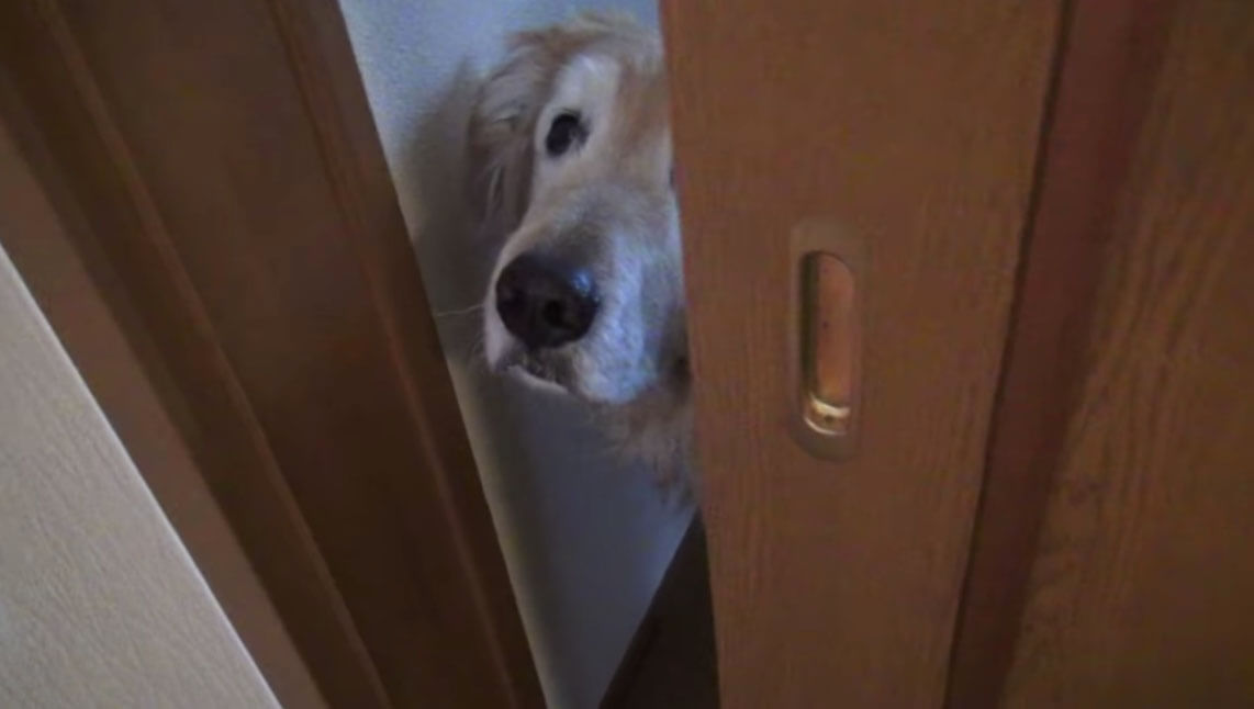 ゴールデンレトリーバー,動画