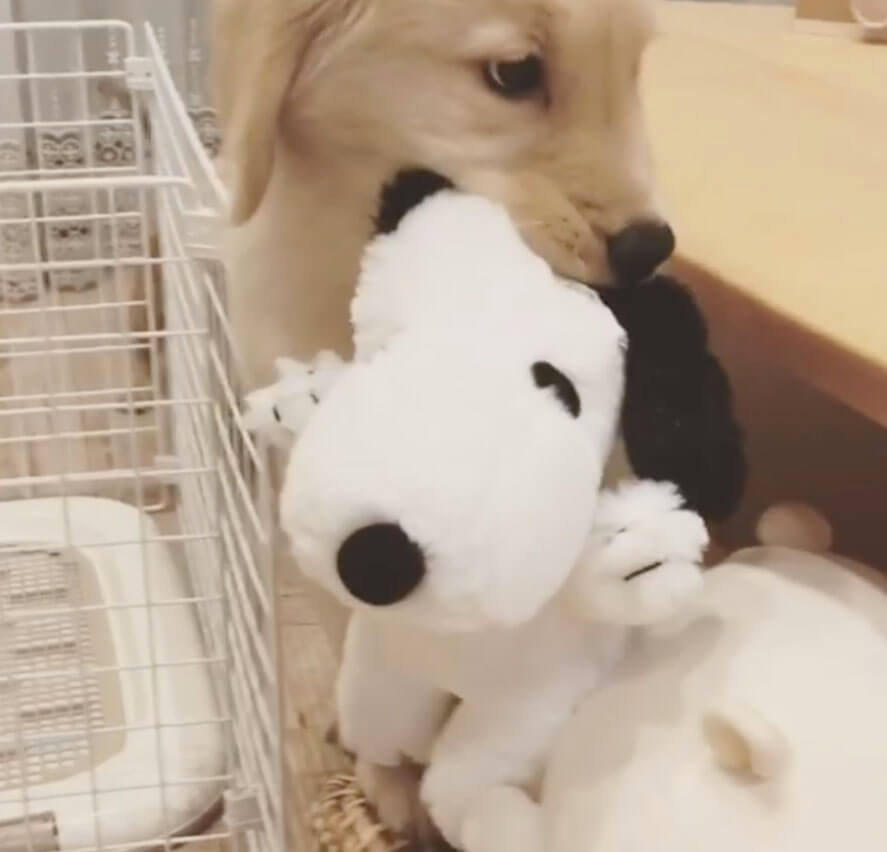 ゴールデンレトリーバー,動画