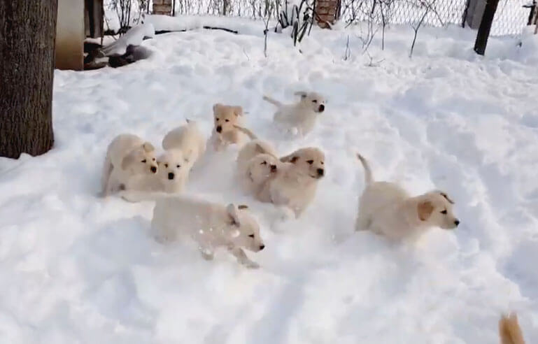 ラブラドールレトリーバー,動画