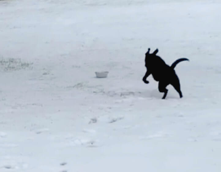 ラブラドールレトリーバー,動画