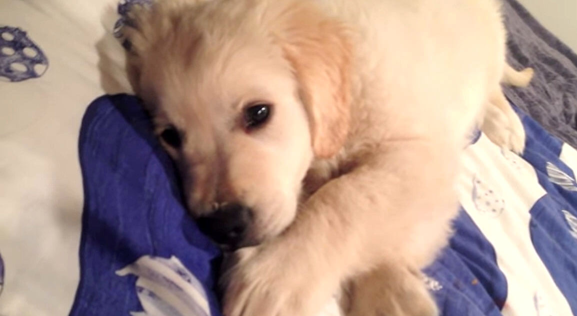 ゴールデンレトリーバー,動画