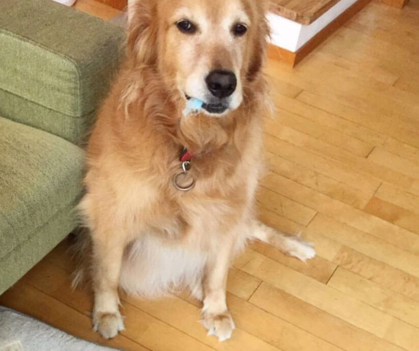 ゴールデンレトリーバー,動画